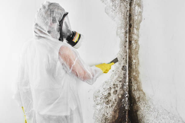 Best Professional Mold Removal  in Baraboo, WI