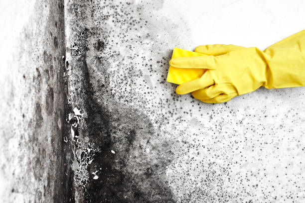 Best Mold Cleaning Services  in Baraboo, WI