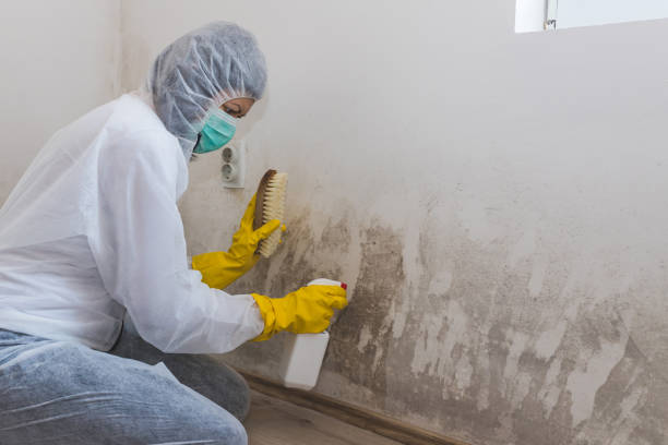 Best Attic Mold Removal  in Baraboo, WI