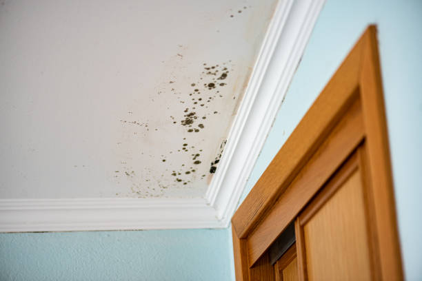 Best Mold Remediation  in Baraboo, WI